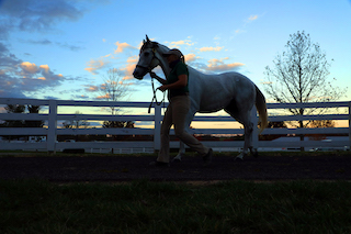 Tattersalls Park Paddocks