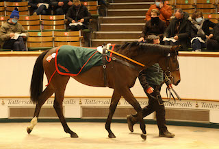 Tattersalls Park Paddocks